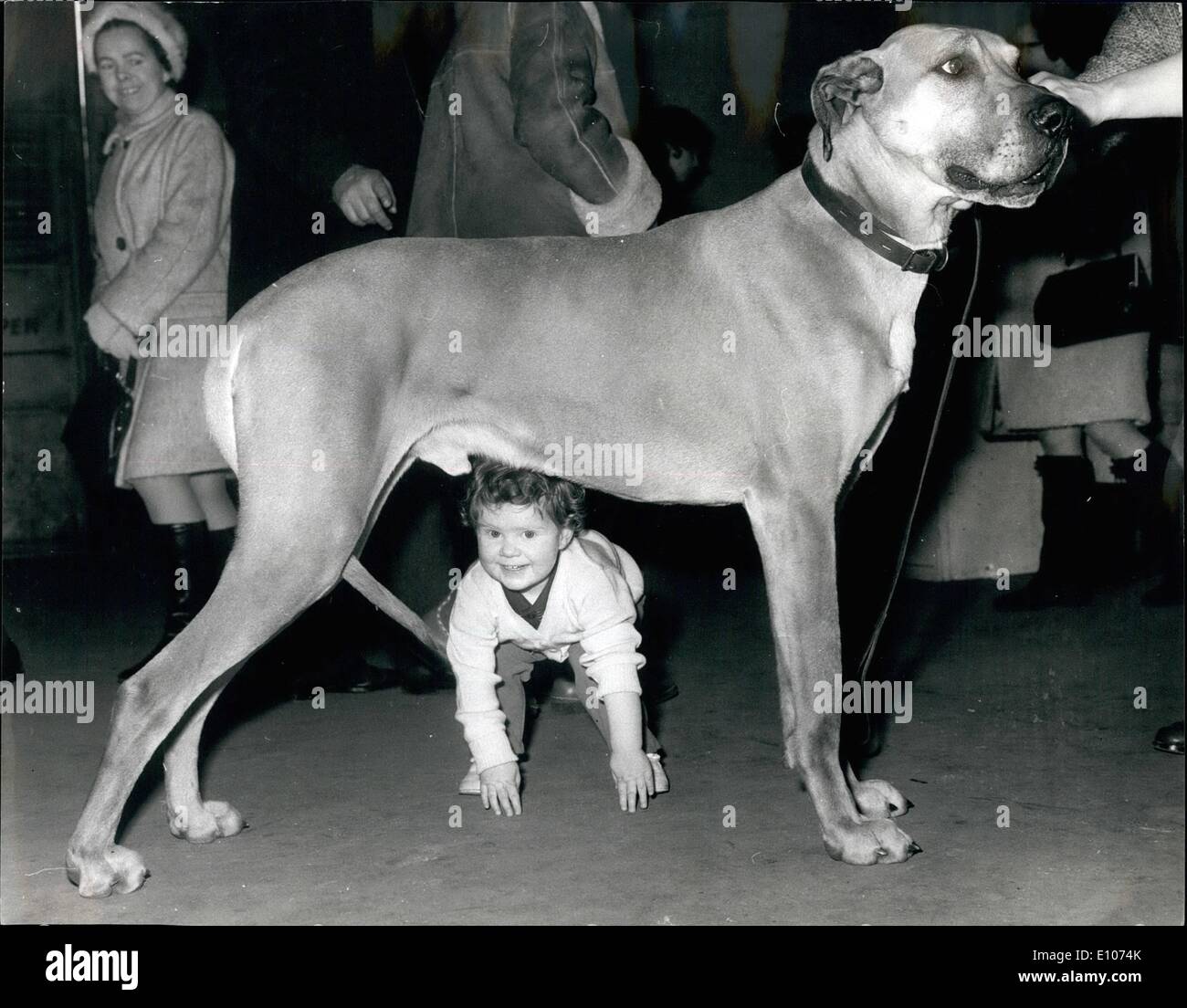 can a neutered dog enter crufts