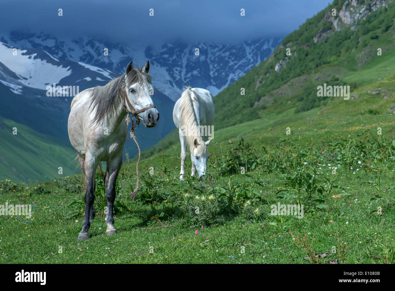 Two horses in an alpine meadow hi-res stock photography and images - Alamy