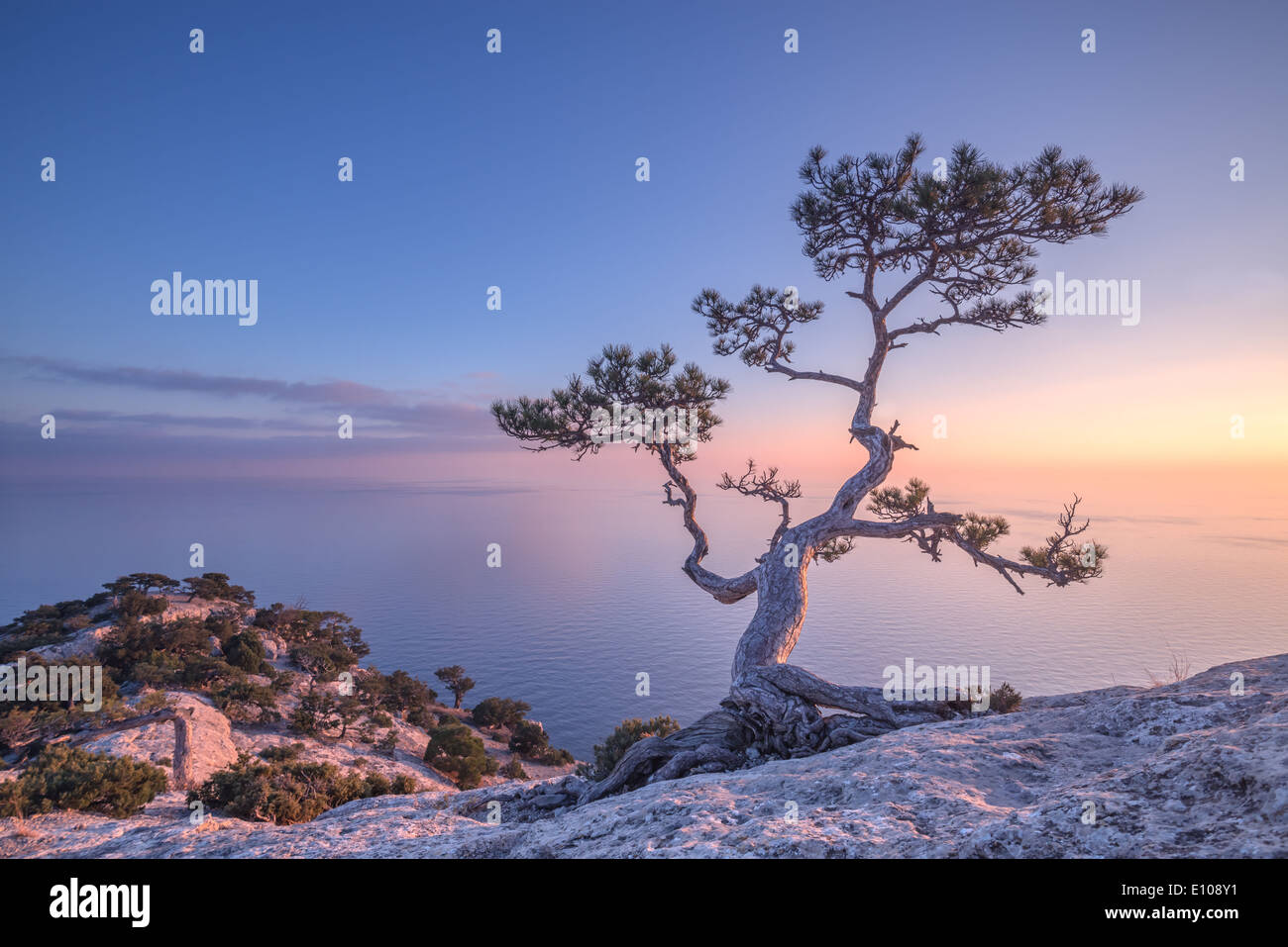 Tree on rock in Crimea Stock Photo
