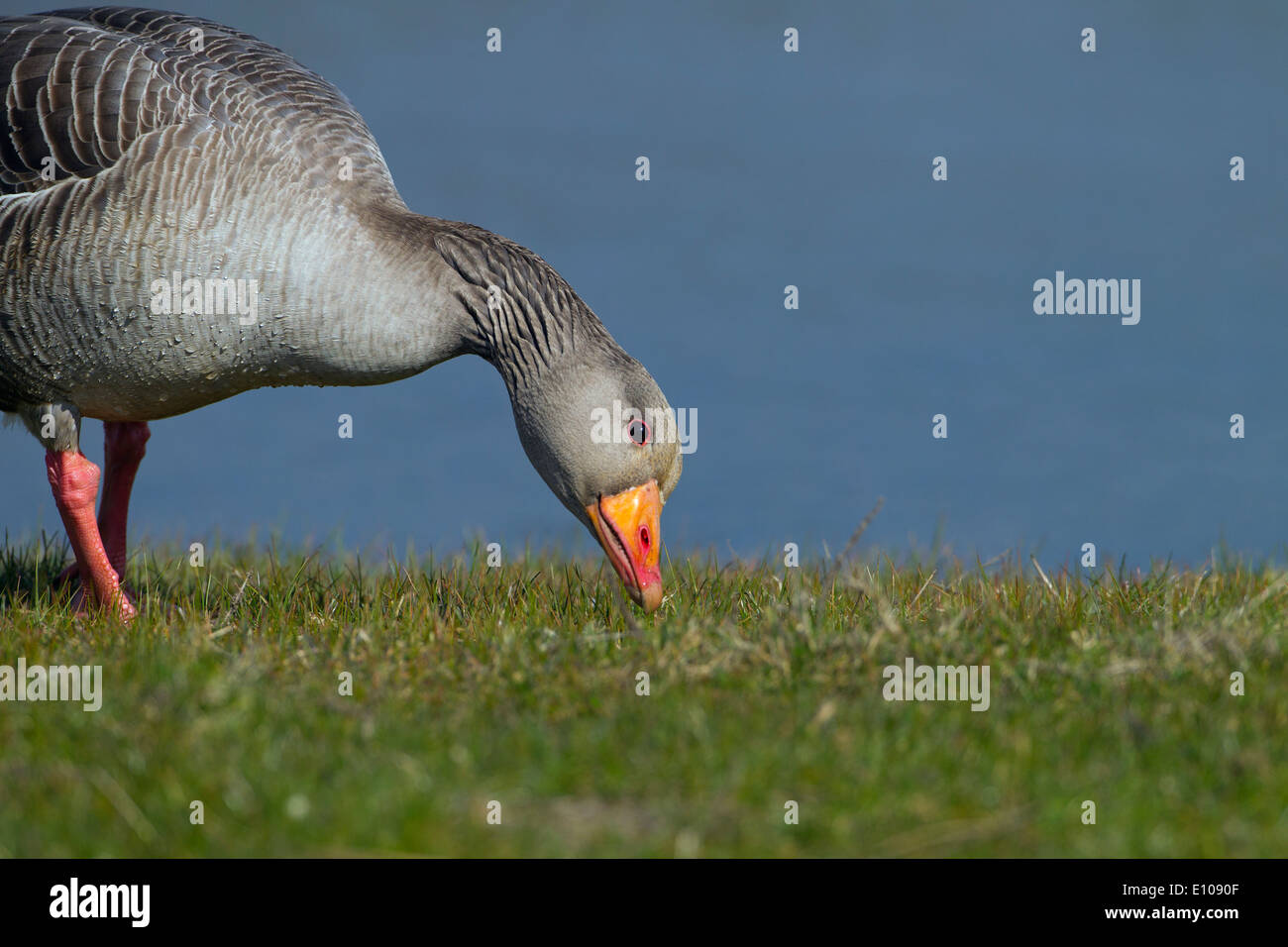 Greylag Goose Anser anser grazing on new grass Cley Norfolk Stock Photo