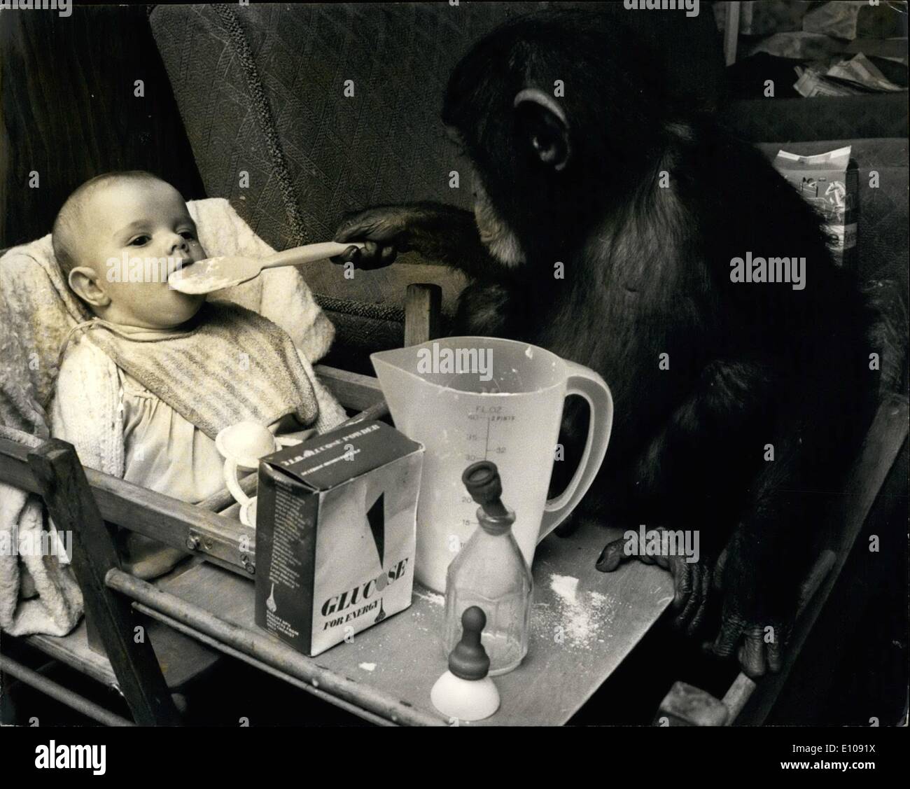 Judy the chimpanzee hires stock photography and images Alamy