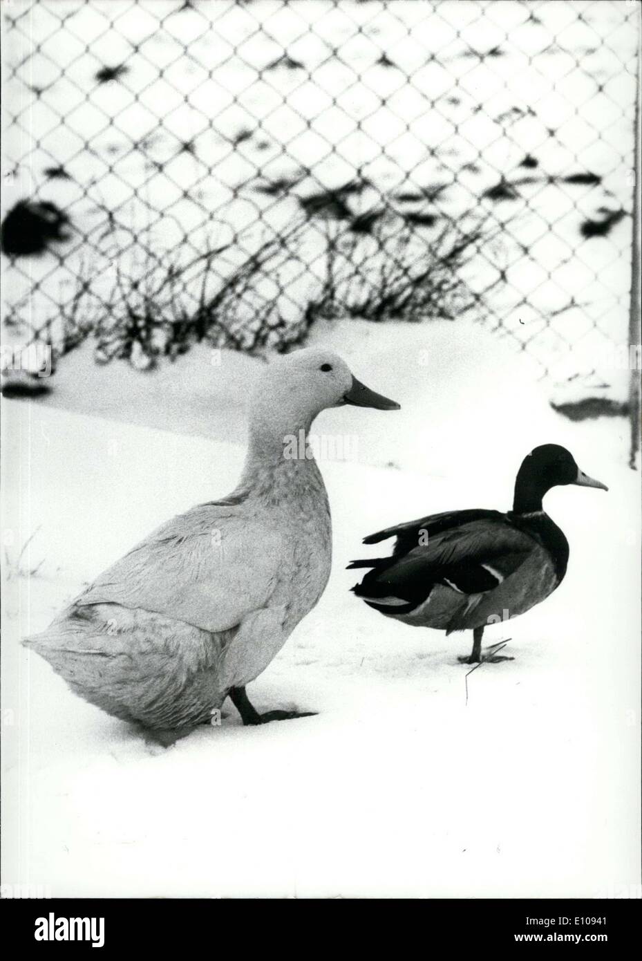 Mar. 04, 1970 - This gorgeous duck is following its partner. The unlikely pair met at the feeding dish in a Munich Animal Home. Stock Photo