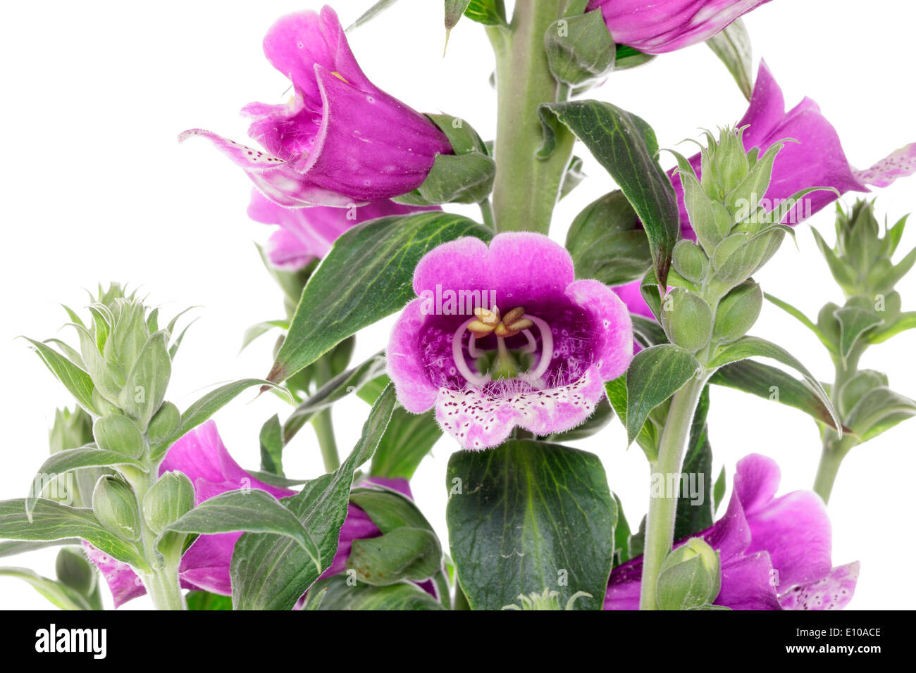 Foxglove (Digitalis purpurea) Stock Photo