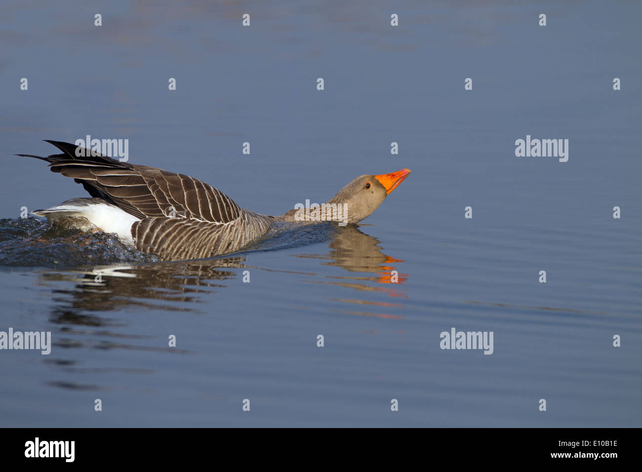 Greylag Goose Anser anser swimming towards rival male Stock Photo