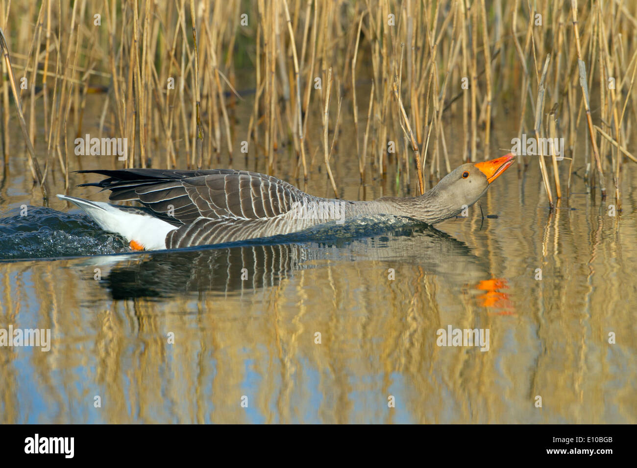Greylag Goose Anser anser swimming towards rival male Stock Photo