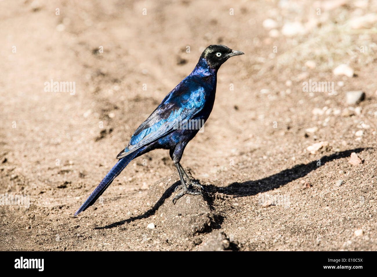 Ruppell's Glossy-starling (Lamprotornis purpuroptera). Photographed in Tanzania Stock Photo