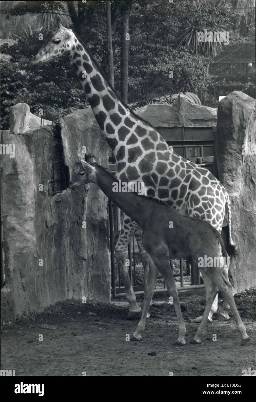 Jun. 29, 1972 - Spotless giraffe appeared for public: A spotless baby giraffe, who has been born at ueno zoo in Tokyo this winter, has appeared for public. The rare little animal has none of the usual markings of the father or mother, and no signs that it will develop them later. photo shows The spotless baby giraffe with its mother. Stock Photo