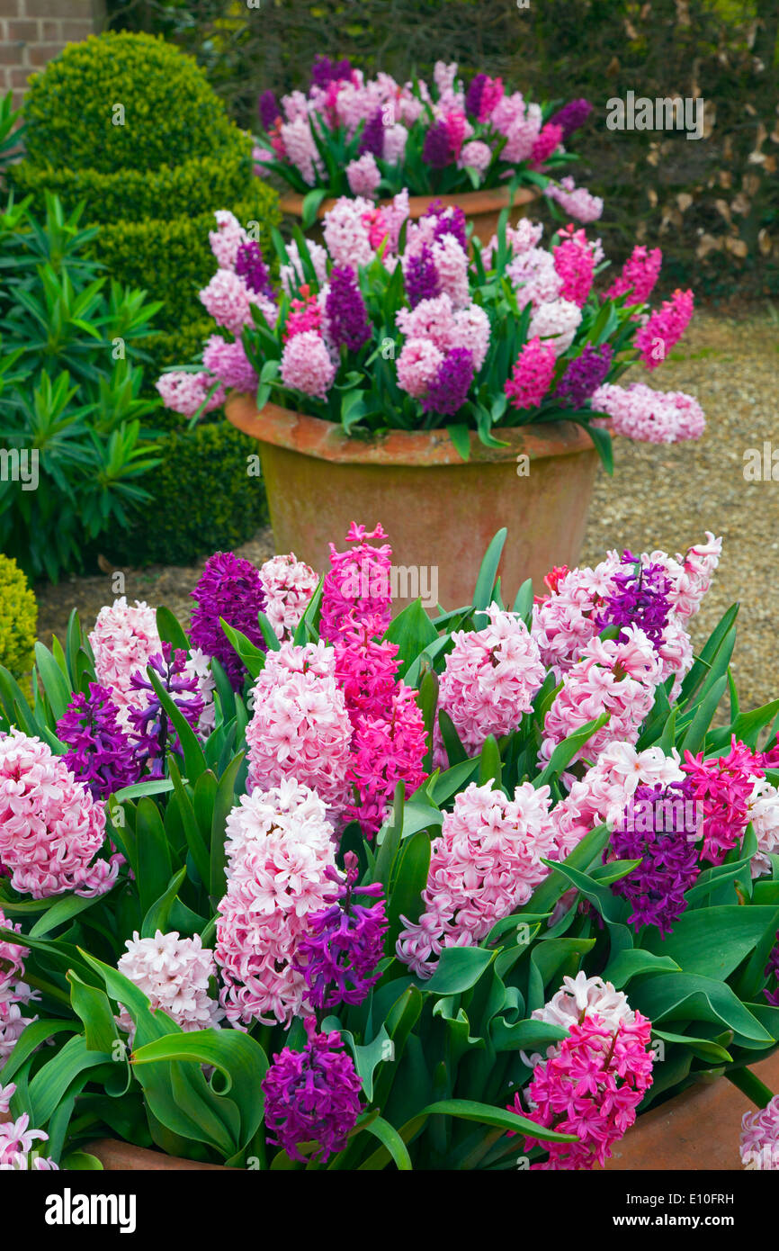 Hyacinths in flower Spring Norfolk Stock Photo