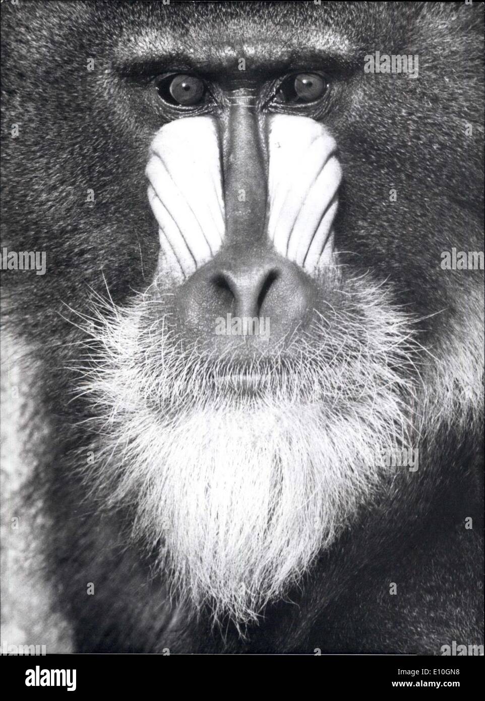 Oct. 31, 1972 - Please Smile The Photographer asked this Mandrill, but he wouldn't oblige with a cheese cake smile. Even a Mandrill with a 'dirty look', as in this portrait, makes an interesting model. The photo was taken at the Stuttgart zoo. Stock Photo