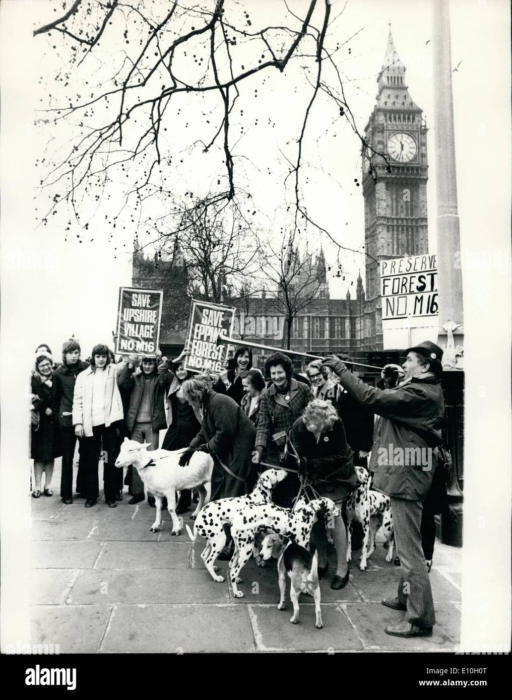 Feb. 02, 1973 - Angry Villagers From Upshire Stage ''Farmland'' Demonstration At The House Of Parliament: Angry villagers from Upshire - an Essex hamlet threatened by a six-lane motorway, today staged a huge ''farmland'' demonstration - a cavalcade of farm vehicles to the House of commons where they handed over a petition signed by more than 8,000 people. Upshire, the Epping Forest village, is faced with destruction by the building of the M 16 motorway. Photo Shows Some of the villagers pictured with their animals as they demonstrate outside the House of Commons today. Stock Photo