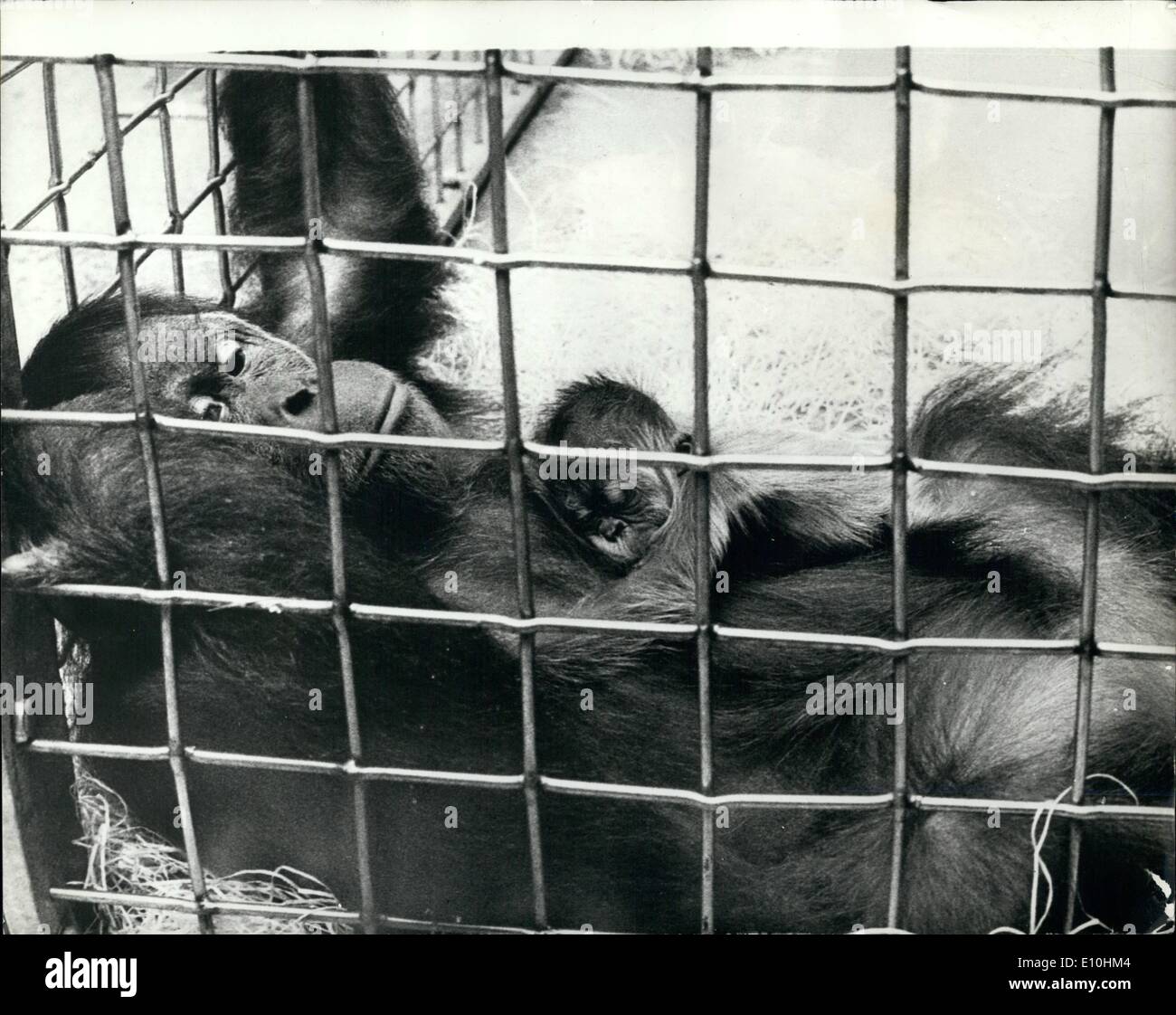 Feb. 02, 1973 - Baby Orang-Outang Inn Zurich Zoo: Orang-outang ''Sma'' at the Zurich Zoo seen with her first offspring called ''Radia'' which was born last week. Mother and baby are doing well. Stock Photo