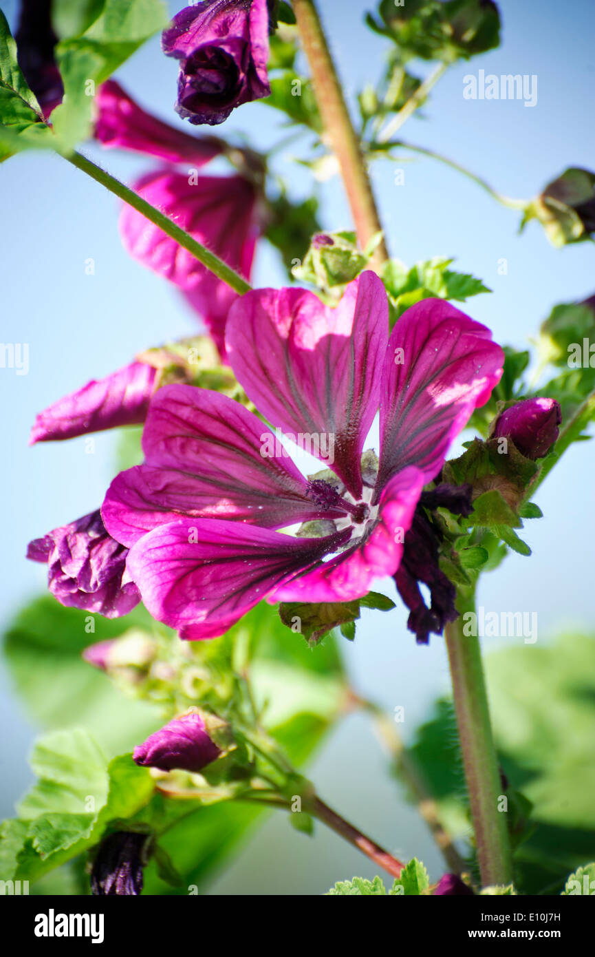 Saturated pink and green hi-res stock photography and images - Alamy