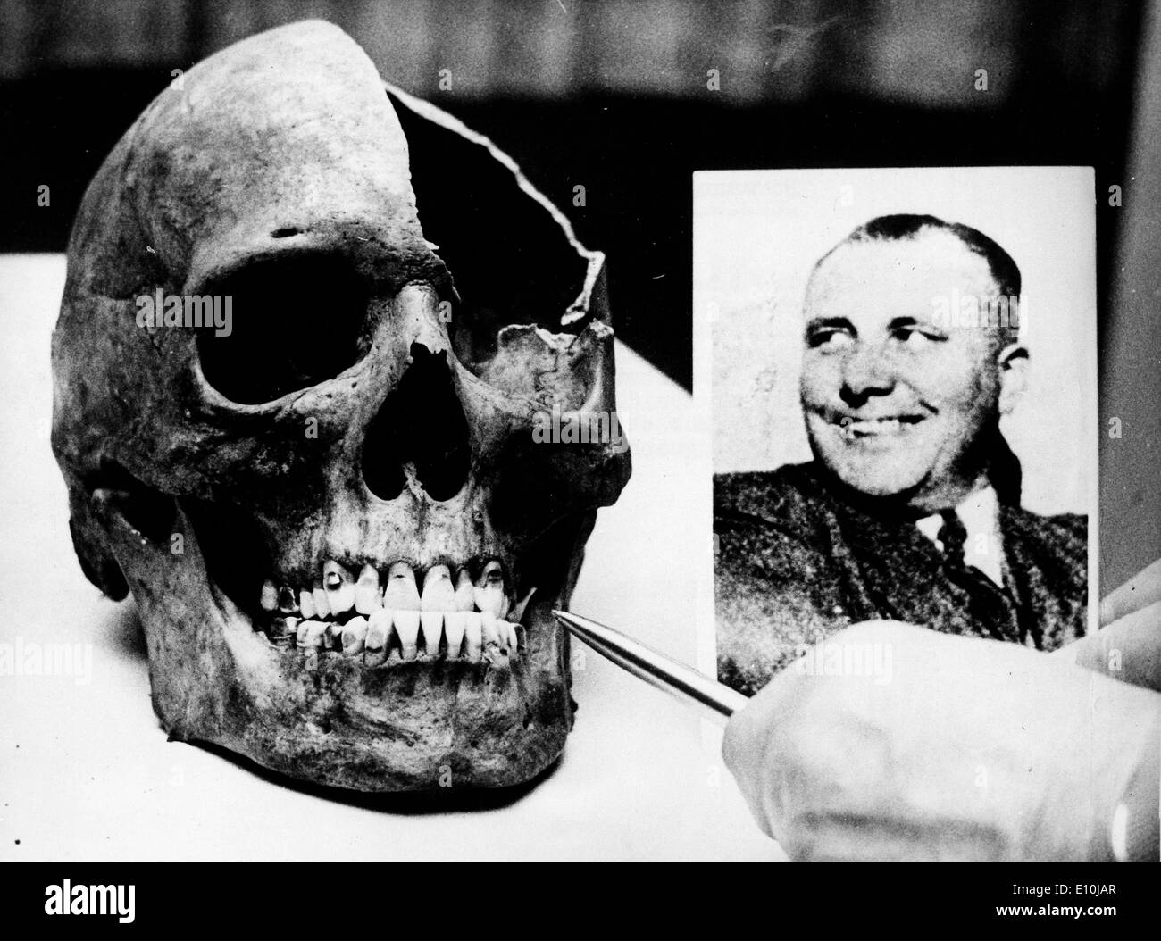 Two bones, a skull and upper thigh, were found in excavations in Berlin's Lehrt Station. Stock Photo