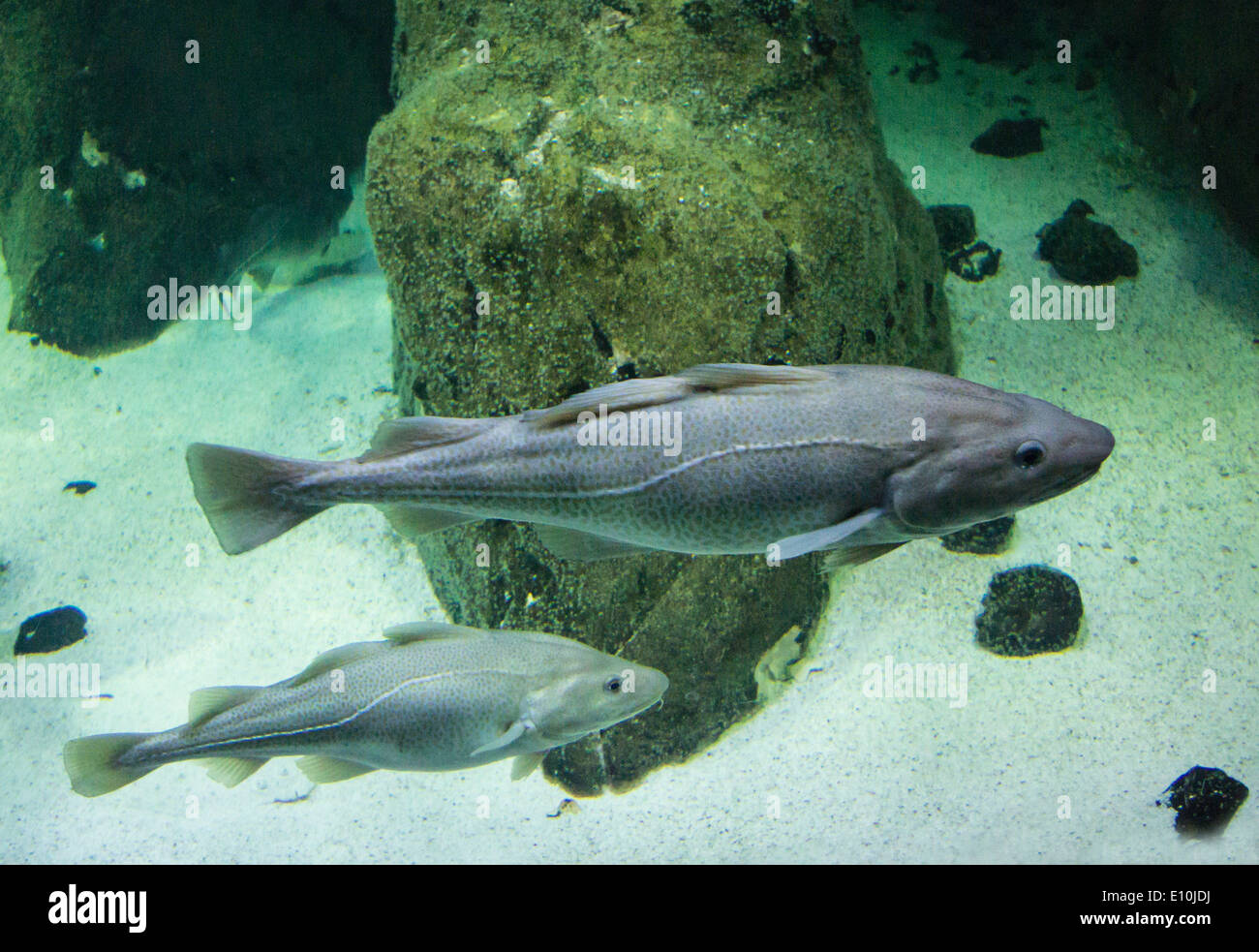 codfish, gadus morhua Stock Photo