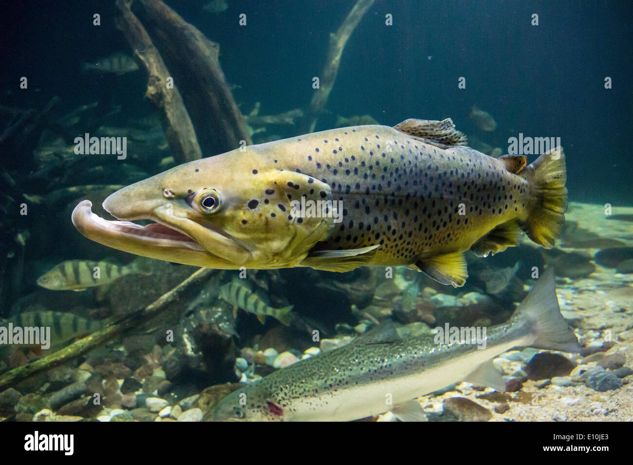 sea trout male, salmo trutta Stock Photo