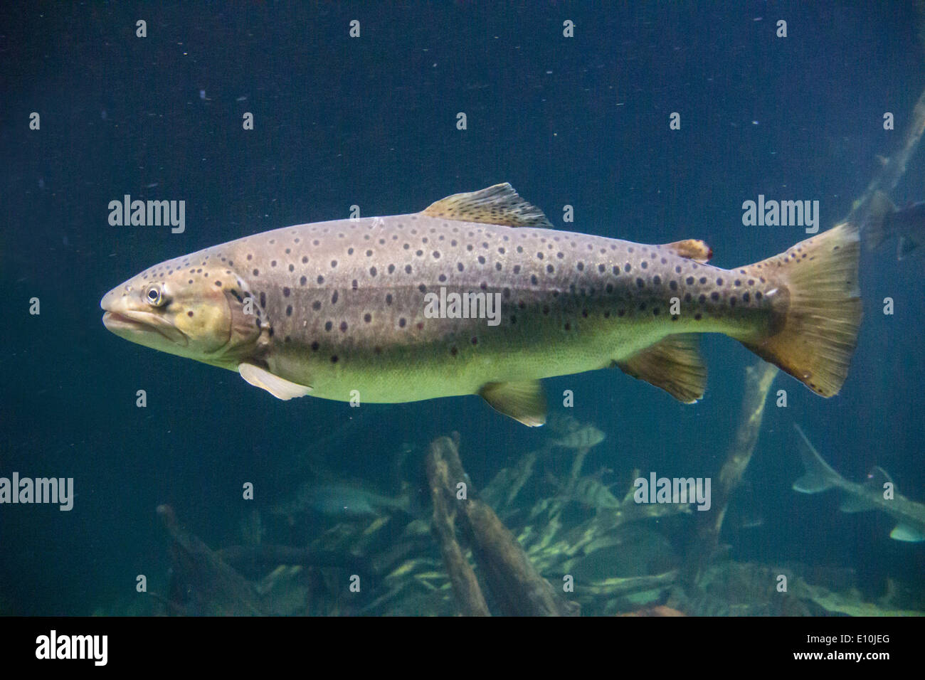 sea trout, salmo trutta Stock Photo