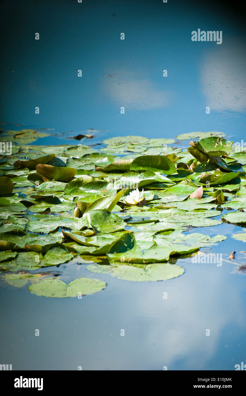 Cool water lily hi-res stock photography and images - Alamy