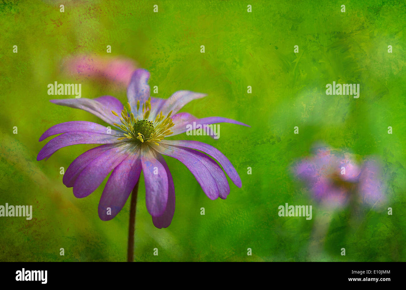 Anemone blanda with added textures. Stock Photo