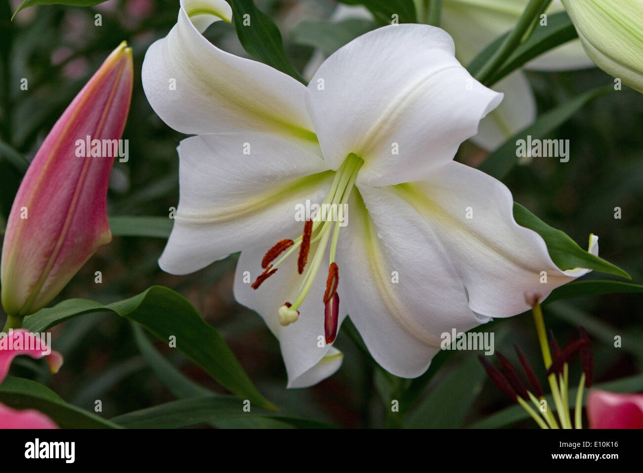 Chelsea,20th May 2014,Lillies on display at the RHS Chelsea Flower Show 201 Credit: Keith Larby/ALamy Live News Stock Photo
