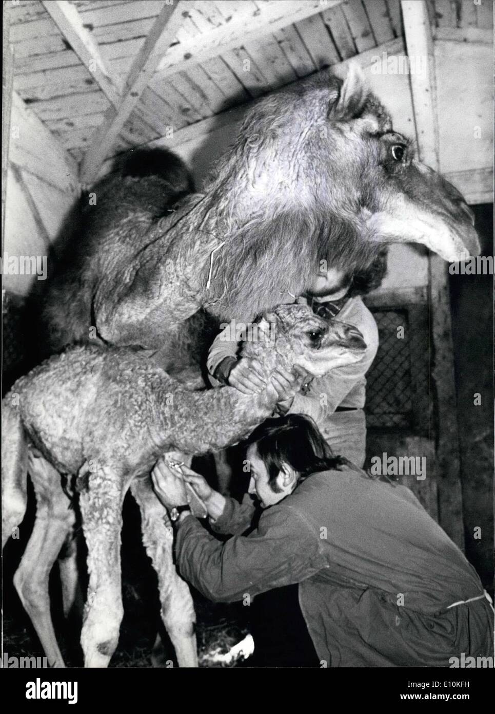 May 05, 1973 - Dromedary Baby in Munich's Hellaburn Zoo. This two week old baby Dromedary (born at Hellaburn Zoo), has to have an injection. Like small children he needs some helps in building up immunities childhood illnesses, and this one is also supposed to help strengthen his muscles and tendons. The little one stands with big eyes beside his mother Dora, and already weighs 40 Kg. and is 1,50 m high. He has three other larger, healthy brother. Stock Photo