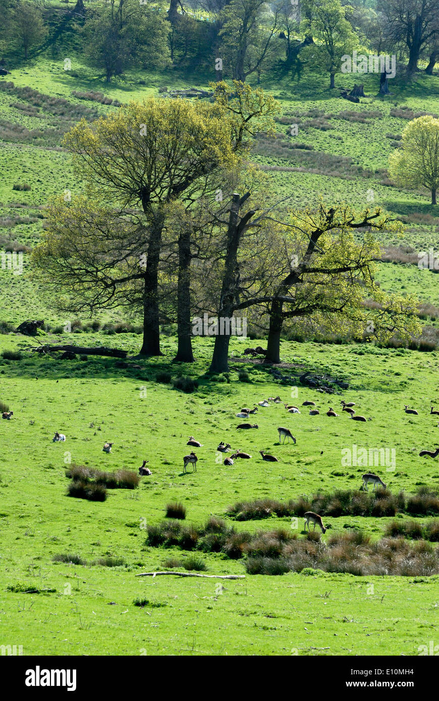 Boughton Monchelsea village, Kent, England. Deer park seen from the