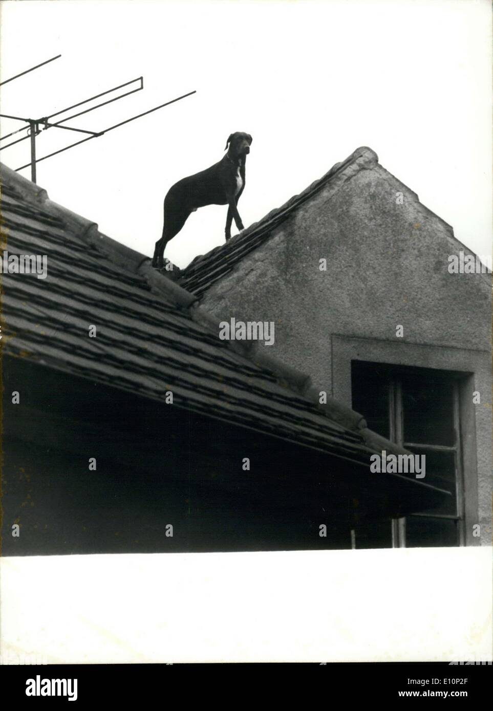 1973 dog stuck on a roof hires stock photography and images Alamy