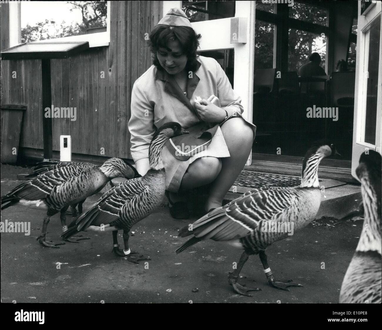 Sep. 09, 1973 - Saved From Extinction: Hawaiian Ne Ne geese at Slimbridge Wildfowl Trust, Glos, which has served the species from extinction. There were only 42 known birds in the world 21 years ago but since then the Trust has reared more than 800 birds - returning 200 to the wild and distributing 180 on loan to international zoos and wildfowl breeders. Stock Photo