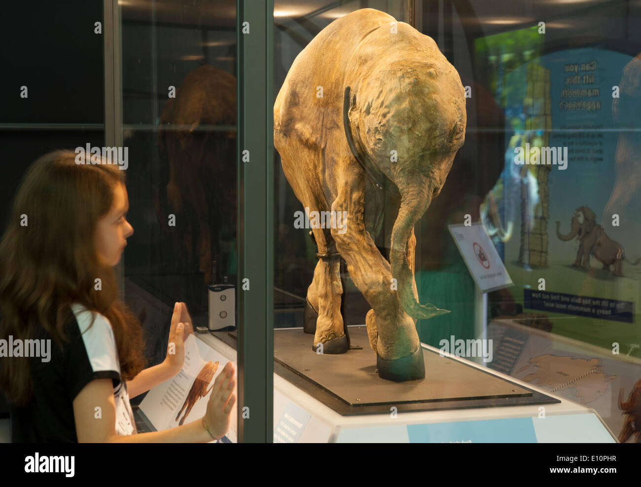 Natural History Museum, London UK. 21st May 2014. Press View. The most complete woolly mammoth ever found is on display at Mammoths: Ice Age Giants, from 23 May until 7 September 2014. This family exhibition explores her incredible ice age world and is the first time the one-month old infant has been shown in western Europe. The baby mammoth named Lyuba died around 42,000 years ago and was discovered in Russia’s Yamal Peninsula of Siberia in May 2007. (Note to Editors: children supplied by gallery) Credit: Malcolm Park editorial/Alamy Live News Stock Photo