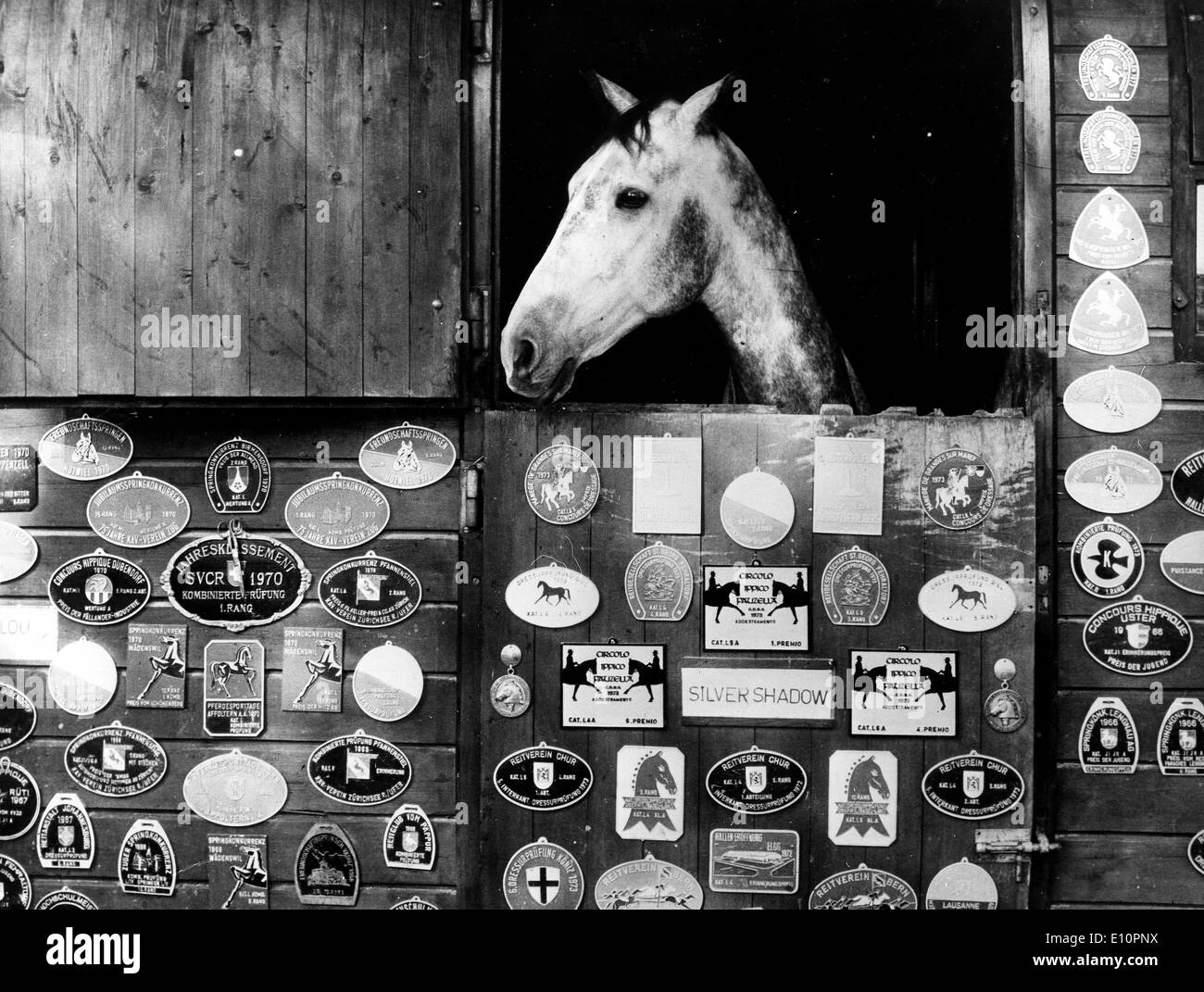 SILVER SHADOW a Swiss dressage horse poses in his box with all of his trophies, medals, and winner's badges Stock Photo