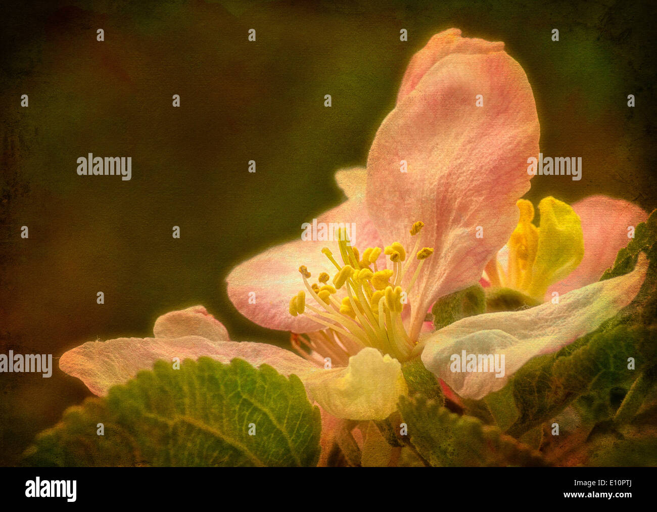 Blossom fine art hires stock photography and images Alamy