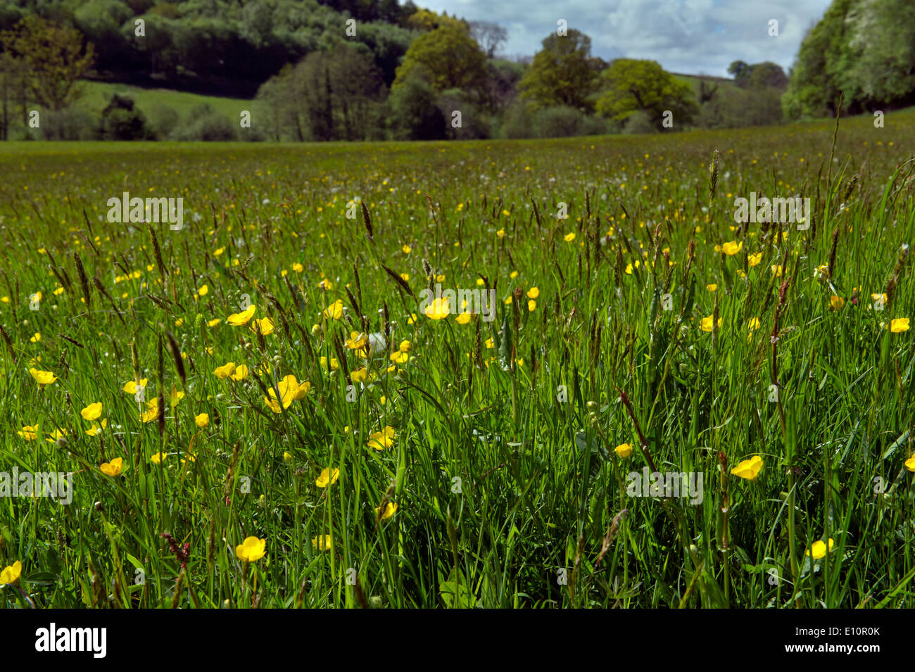 Farmer John Lewis-Stempel has written a book about meadows and is seen in a Herefordshire field surrounded by buttercups.a UK Stock Photo