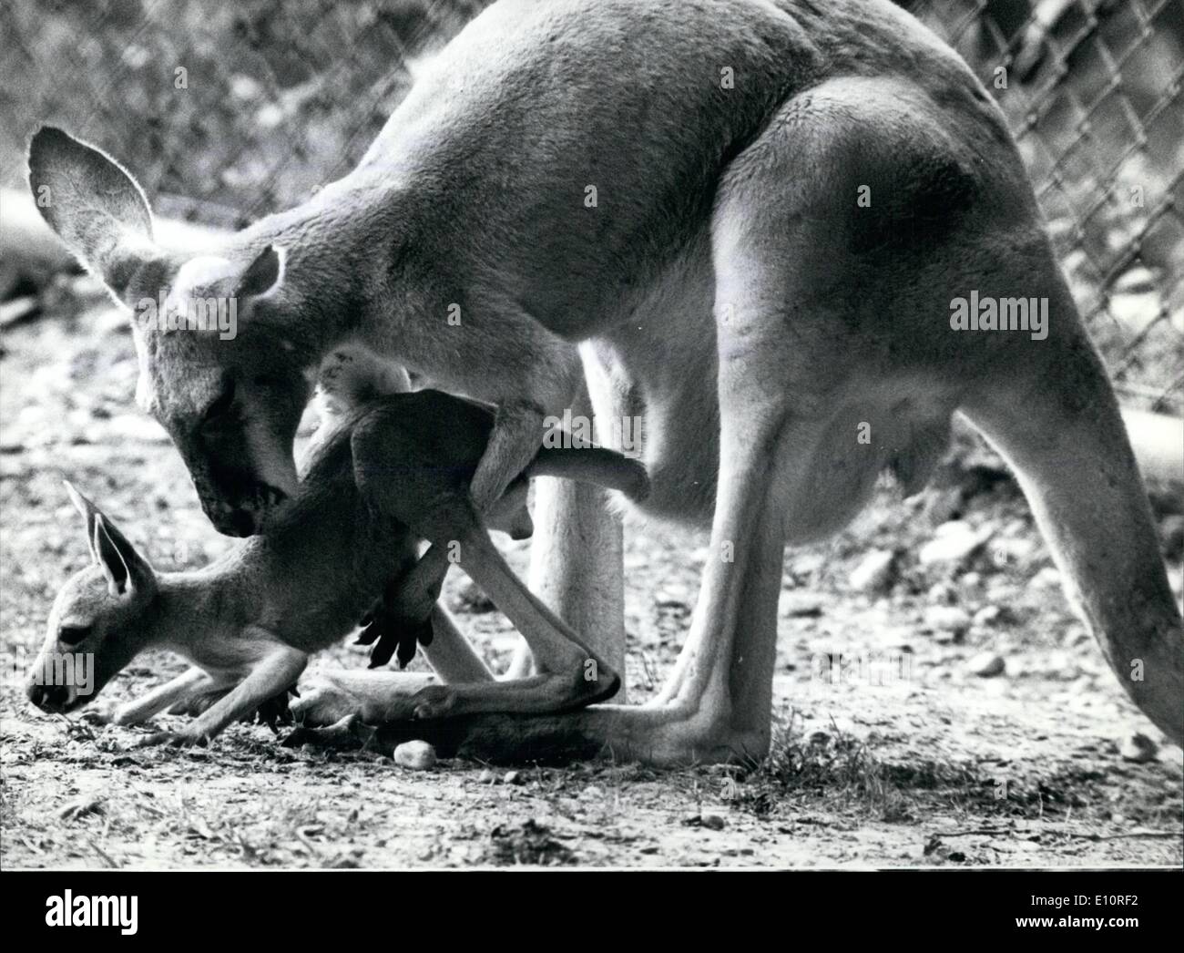 Zoo kangaroo hi-res stock photography and images - Alamy