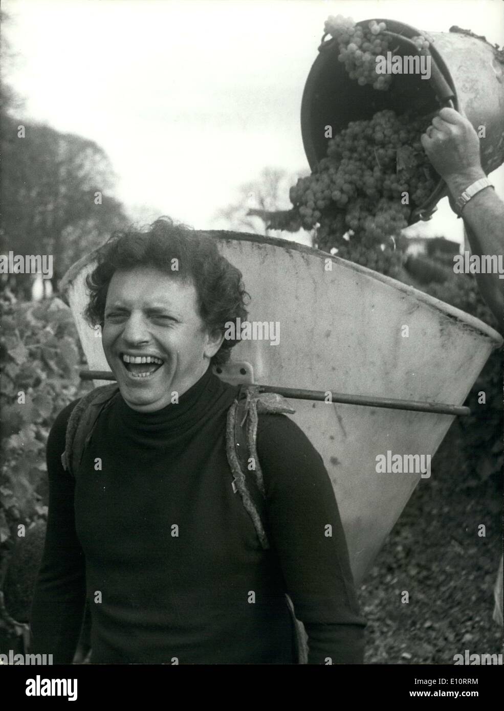 Oct. 24, 1973 - Jacques Martin in the Cognac Vineyards to Pick Grapes Stock Photo