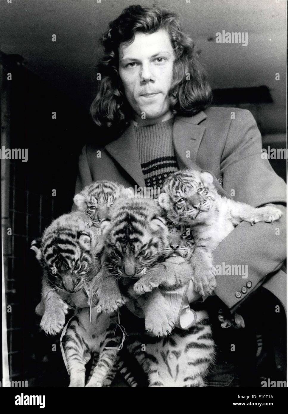 Jan. 02, 1974 - Tiger quintuplets born in Krefeld Zoo: As a real grand Christmas present seven-year old Bengalese tigress ''Andrea'' presented her native zoo with a set of five lively tiger cubs. the Proud father of the quintuplets is tiger ''Prince''. Picture Shows: The Krefeld zoo keeper in charge of the ''new'' tiger family is kept quite busy holding all five of the tiger cubs in his arms. Stock Photo
