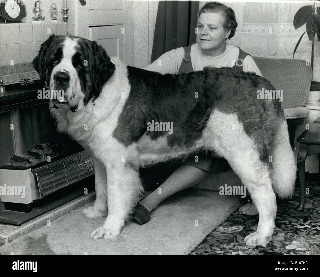 Feb. 02, 1974 - A St Bernard is Supreme Champion at Cruft's: A st Bernard dog was chosen supreme champion at Cruft's dog show, at Olympia on Saturday, for the first time in the Show's 78-year History. The winner, Burtons wood Bossy Boots, age 2.5, is owned by Miss Marjorie Hindes, of yardley Gobion, Northants, a retired nurse who breeds St. Bernards as a hobby. Miss Hindes said: ''I named him Bossy Boots because he was the top dog of the litter and was always bossing the other pups Stock Photo