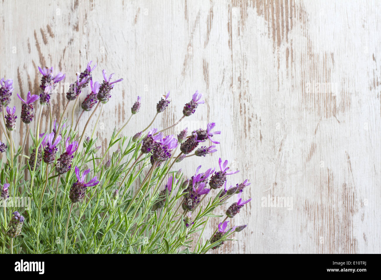 Lavender flowers on vintage wooden boards background concept Stock Photo