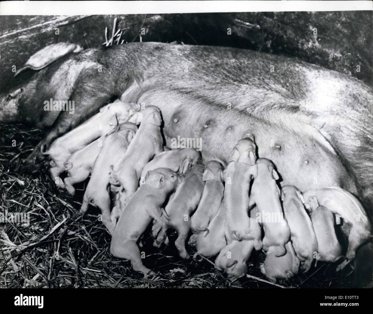 Feb. 06, 1974 - February 6th, 1974 The sow with a feeding problem. This now on a farm in the Lucerne Entlebuch Valley, Switzerland, set herself a problem when she recently gave birth to twenty piglets and as she has only 15 teats with which to feed them, it looks as though there'll have to be staggered feeding times. Stock Photo