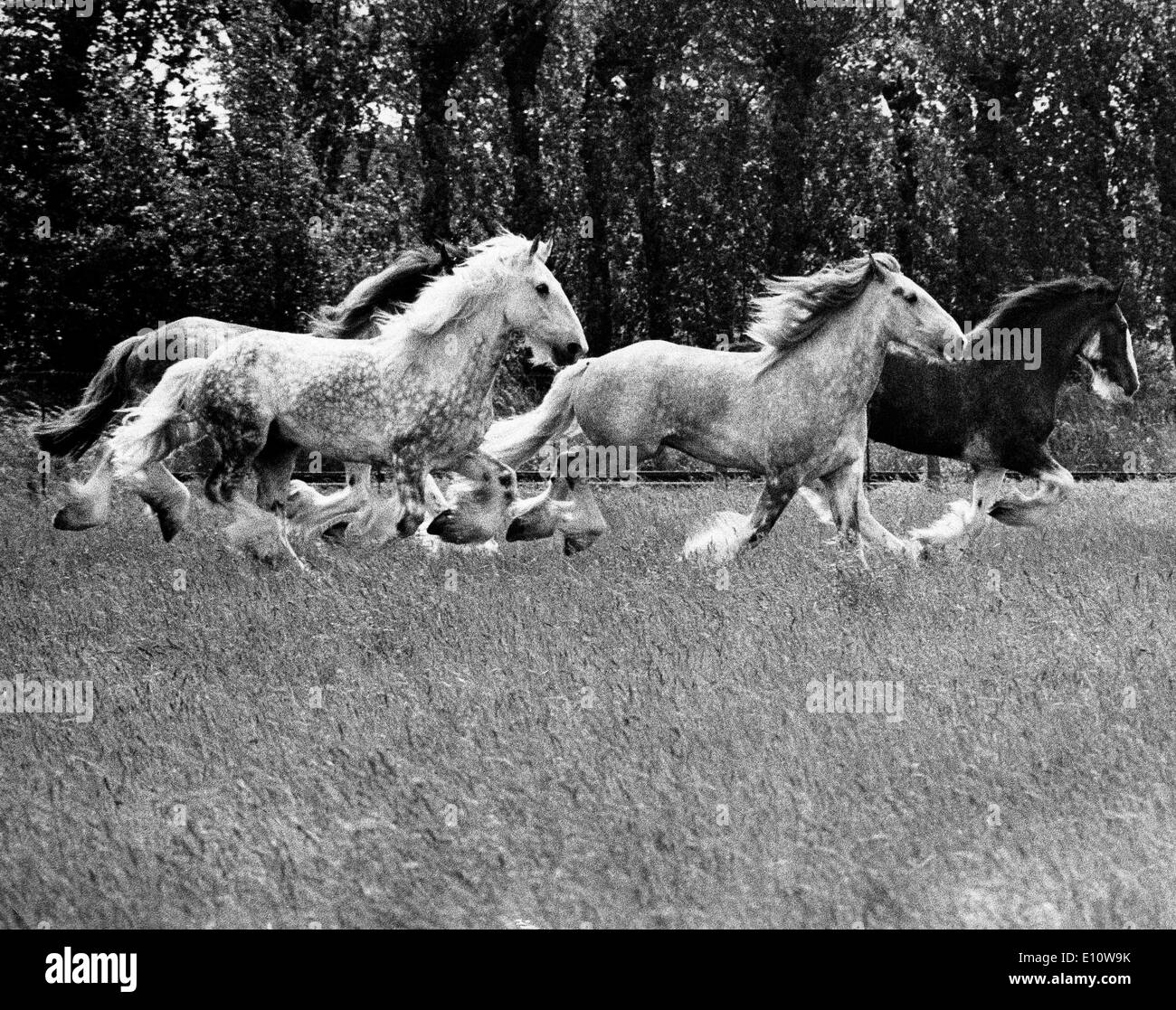 Jun 7, 1974; London, UK; Whitbread dray-horses to stage their own Derby at the brewery's hop farm at East Peckham Stock Photo