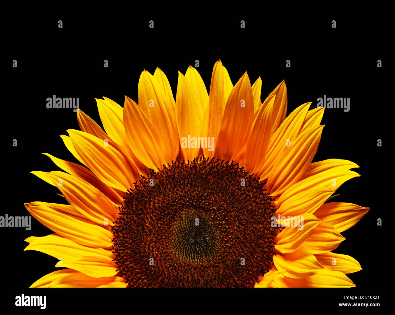 Vivid yellow sunflower over a black background Stock Photo