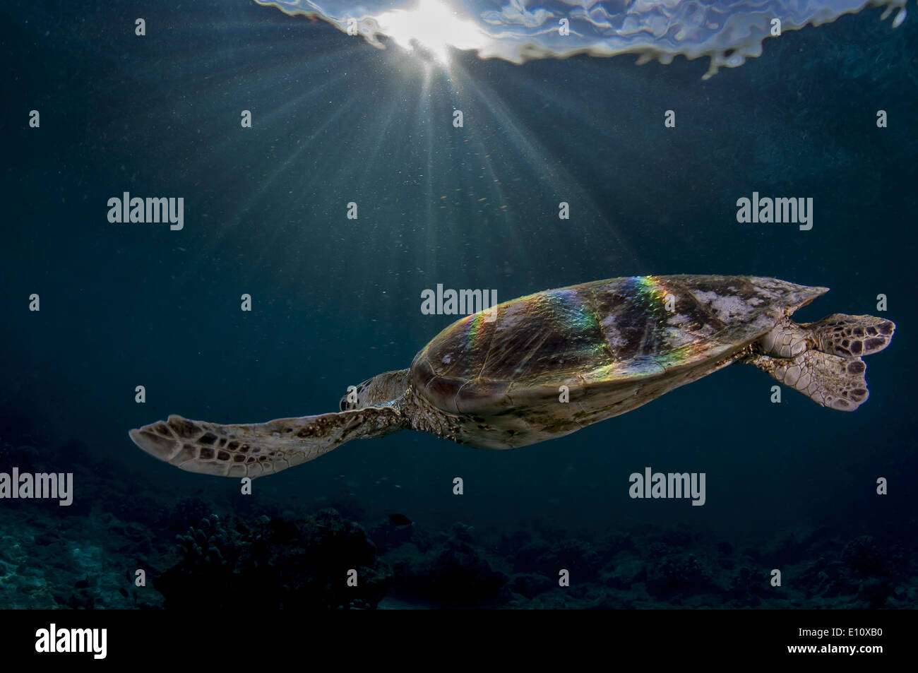 Green Sea Turtle, Sipdan island Malaysia (Chelonia mydas) Stock Photo
