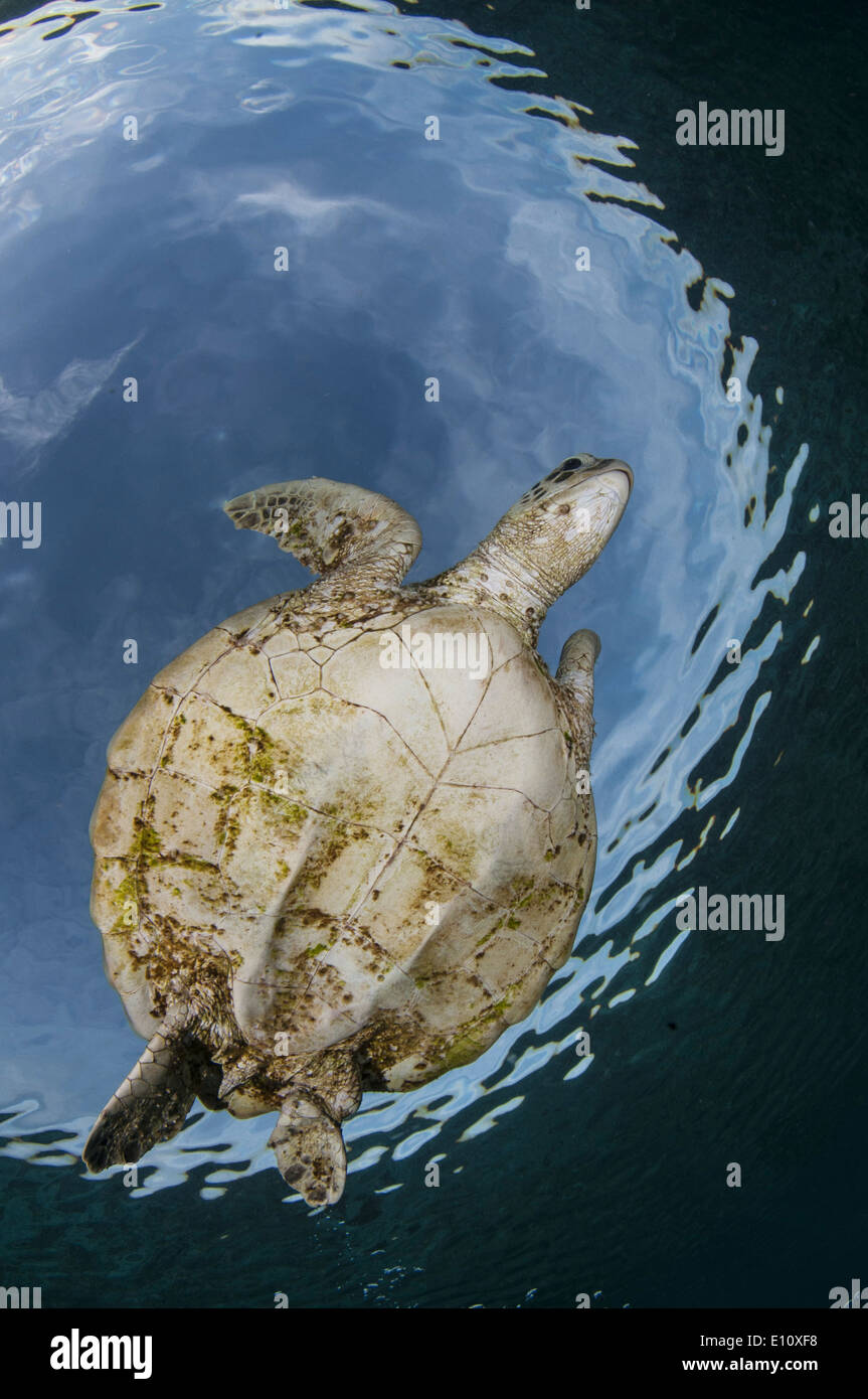 Green Sea Turtle, Sipdan island Malaysia (Chelonia mydas) Stock Photo