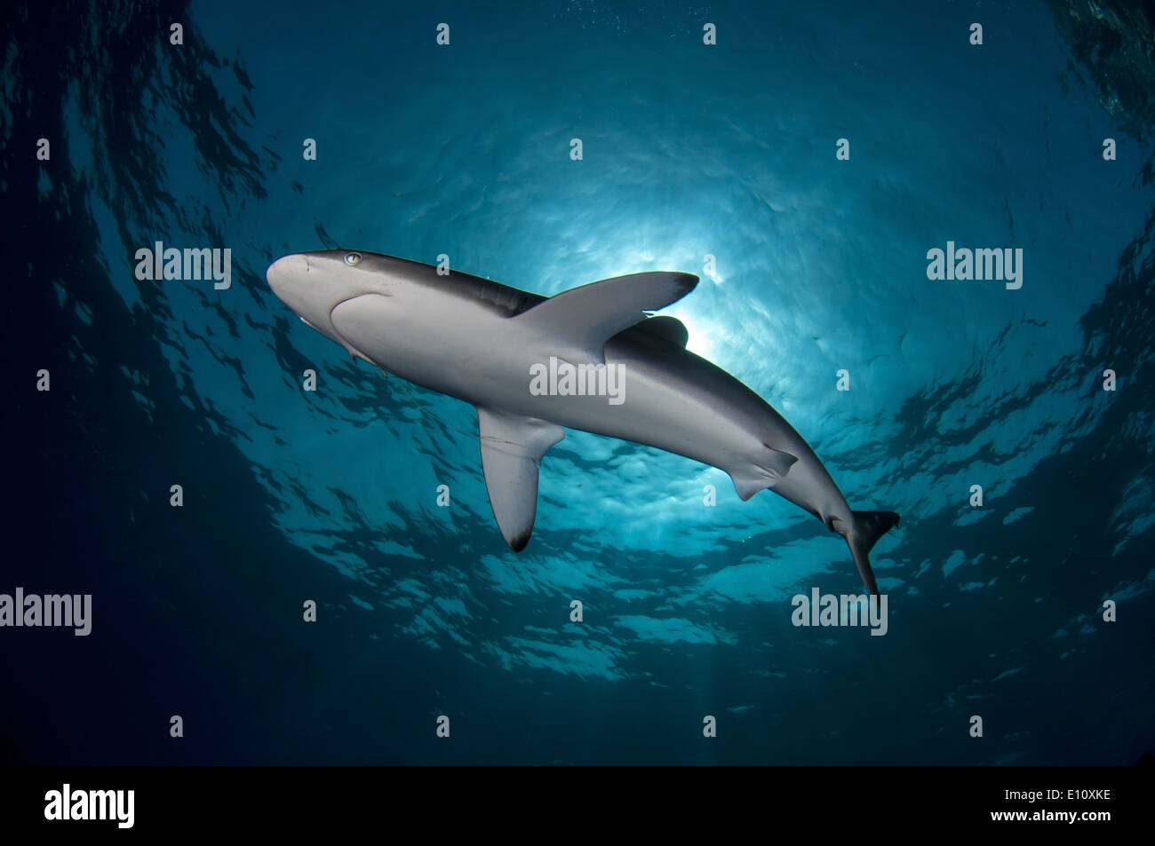 Silky Shark, Sudan (Carcharhinus falciformis) Stock Photo