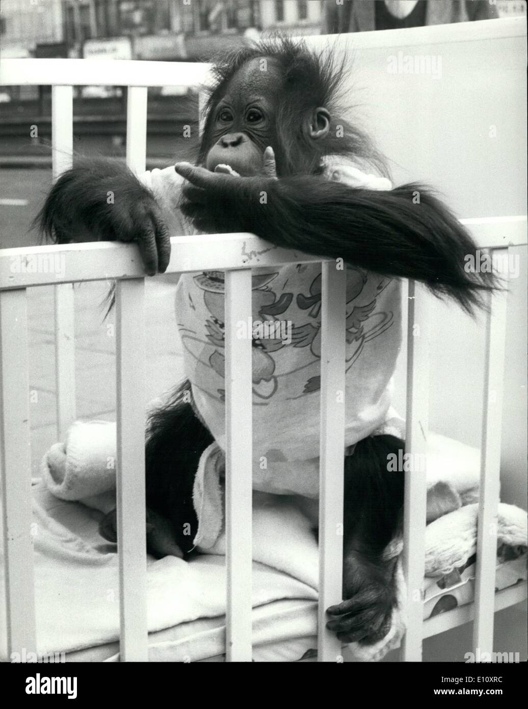Aug. 08, 1974 - TALKING ORANG-UTAN FOR TV PROGRAMME. A talking orang-utan called Cody is the star of Thames Television's TODAY programme tonight. He will be interviewed by John Stapleton. Cody, a 13 months old, was ''adopted' by Ph. D reseach student Keith Laidler six weeks after birth. Since then he has been trated as a human baby, sleeping in a cot in a nursery, given toys and a climbing frame to play with, and is being taught to 'speak' - his vocabulary now totals two half-words. Cody is now about 18 inches tall and will grow to an eventual 4ft 6ins Stock Photo