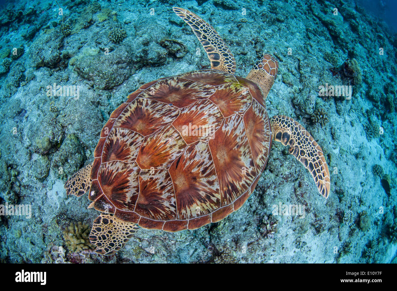 Green sea turtle, Palau (Chelonia mydas) Stock Photo