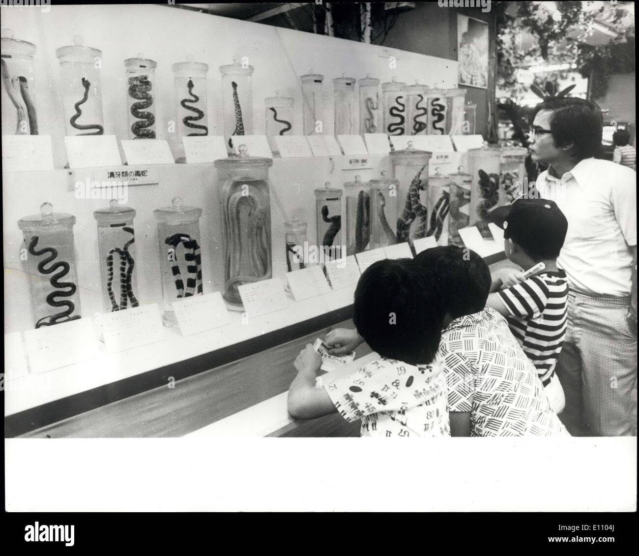 Sep. 10, 1974 - A SNAKE SHOW IN A DEPARTMENT STORE IN TOKYO: Over 2,000 snakes from all parts of the world are being exhibited at a Tokyo department store as an added attraction. Most of the snakes are venomous, some capable of killing a man, or a large animal, such as a horse, in minutes with its poison. Apart from the specimen snakes in bottles, live pythons and boa-constrictors are part of the exhibition separated from the public by plate-glass cages. Stock Photo