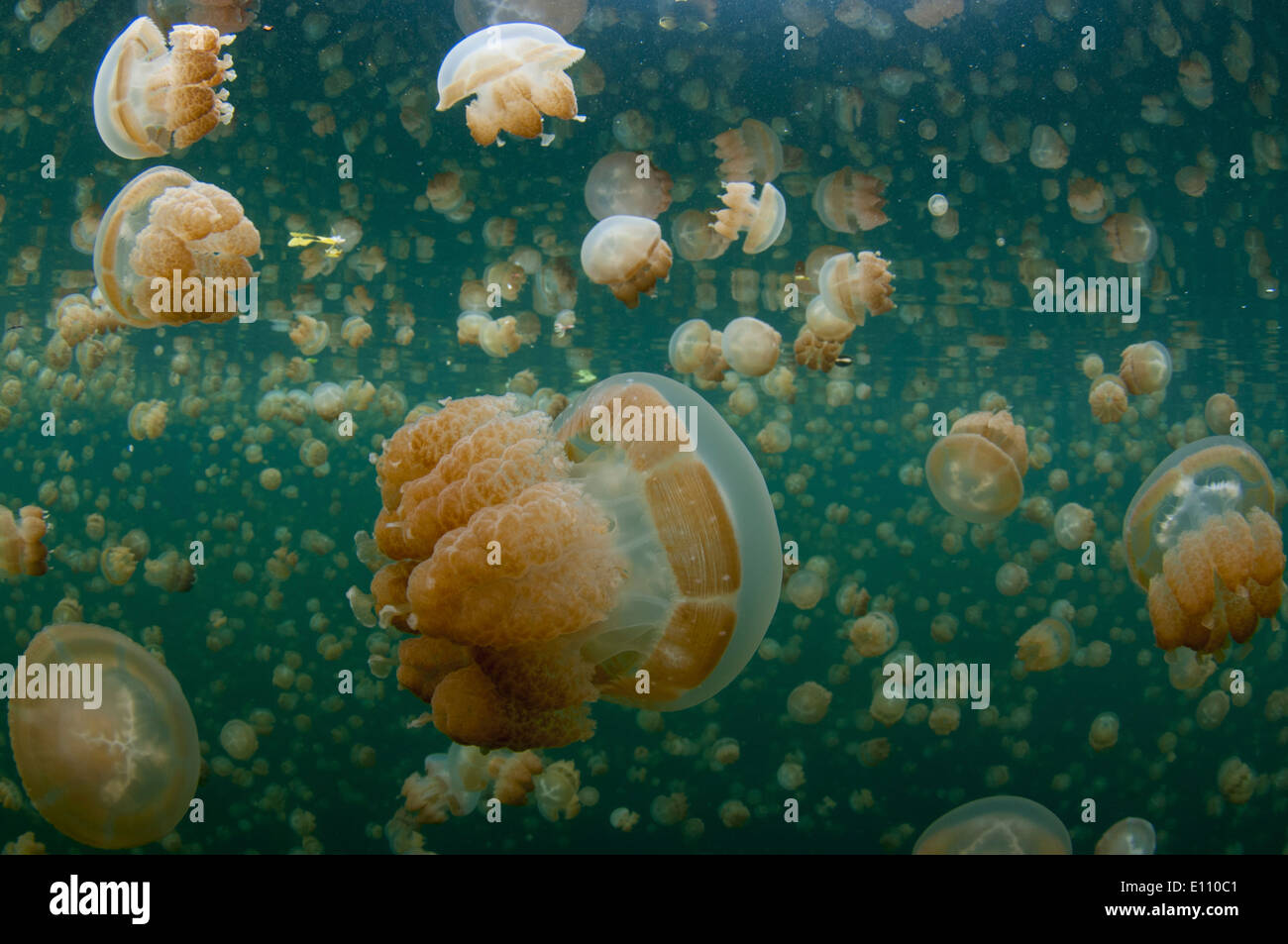 Golden Jellyfish near the surface in Jellyfish lake Palau (Mastigias) Stock Photo