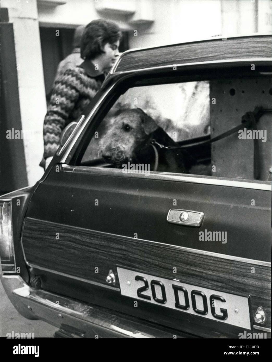 Feb. 07, 1975 - The annual Crufts Dog Show Opens today At Olympia - London: Picture Shows: Arriving in style this dog arrives at the show in his owner's car which bears an appropriate number plate today. Stock Photo