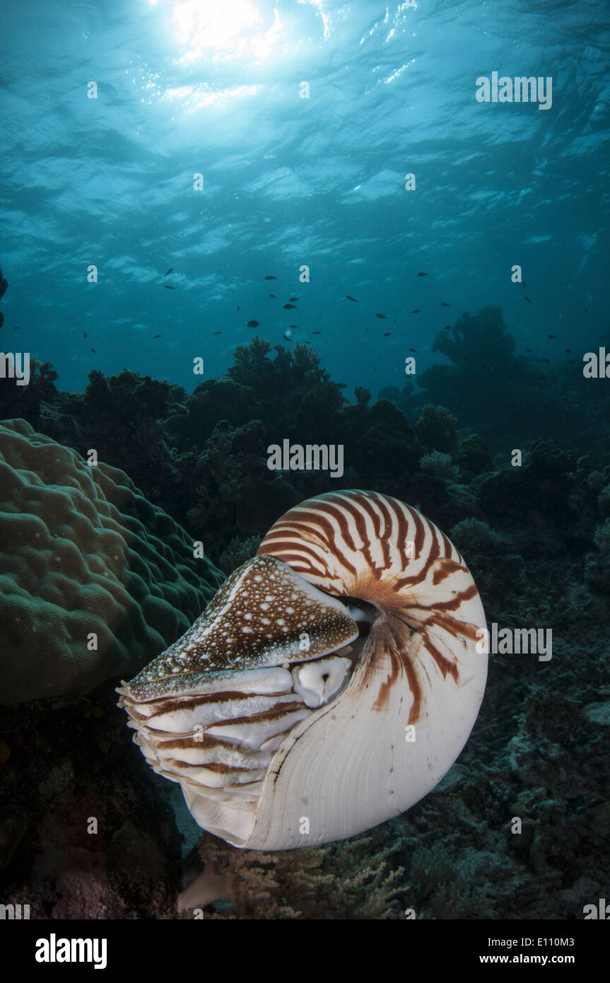 Nautilus, Palau (Nautilus belauensis) Stock Photo