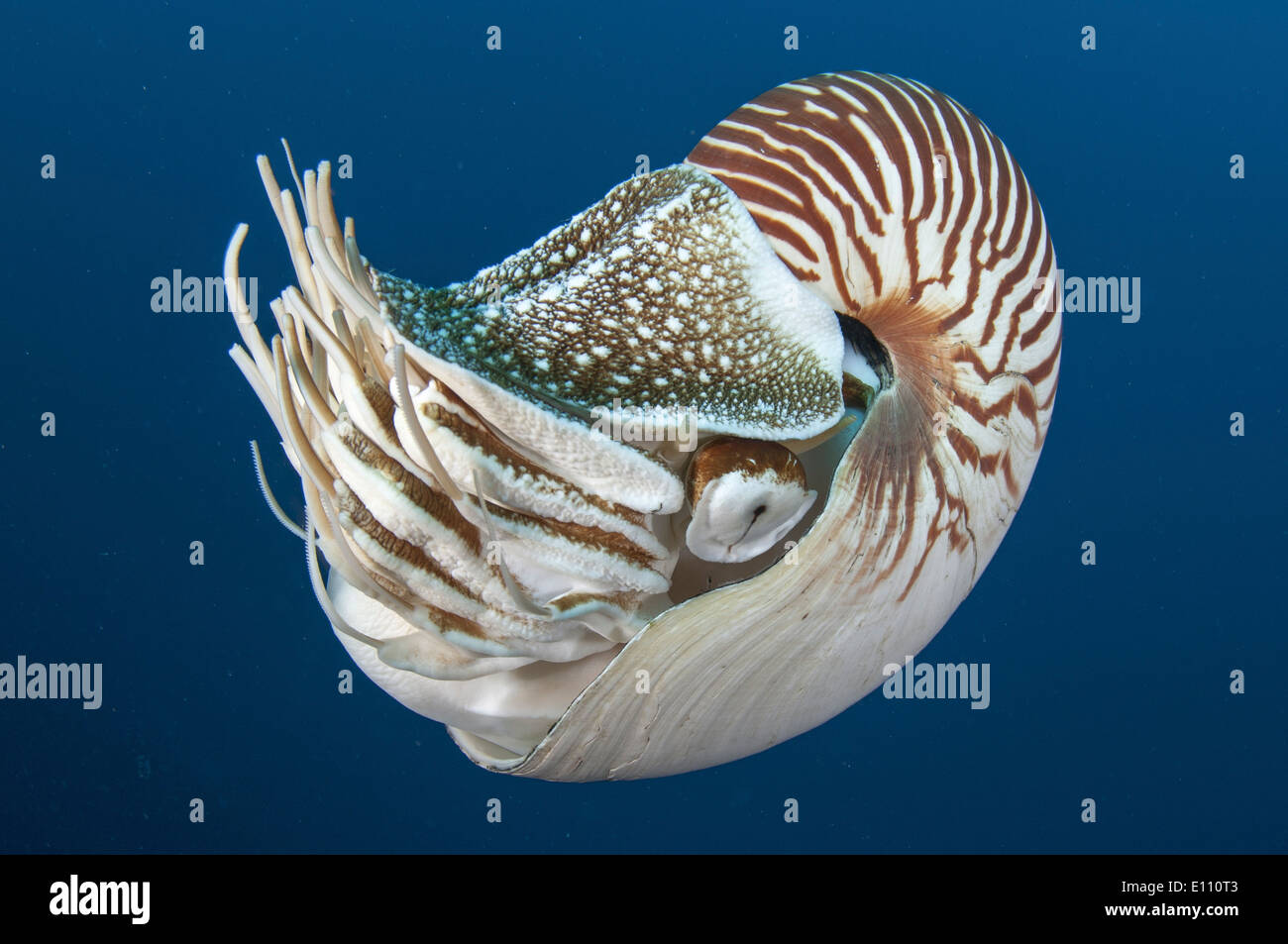 Deep sea creature, Nautilus, Palau (Nautilus belauensis) Stock Photo