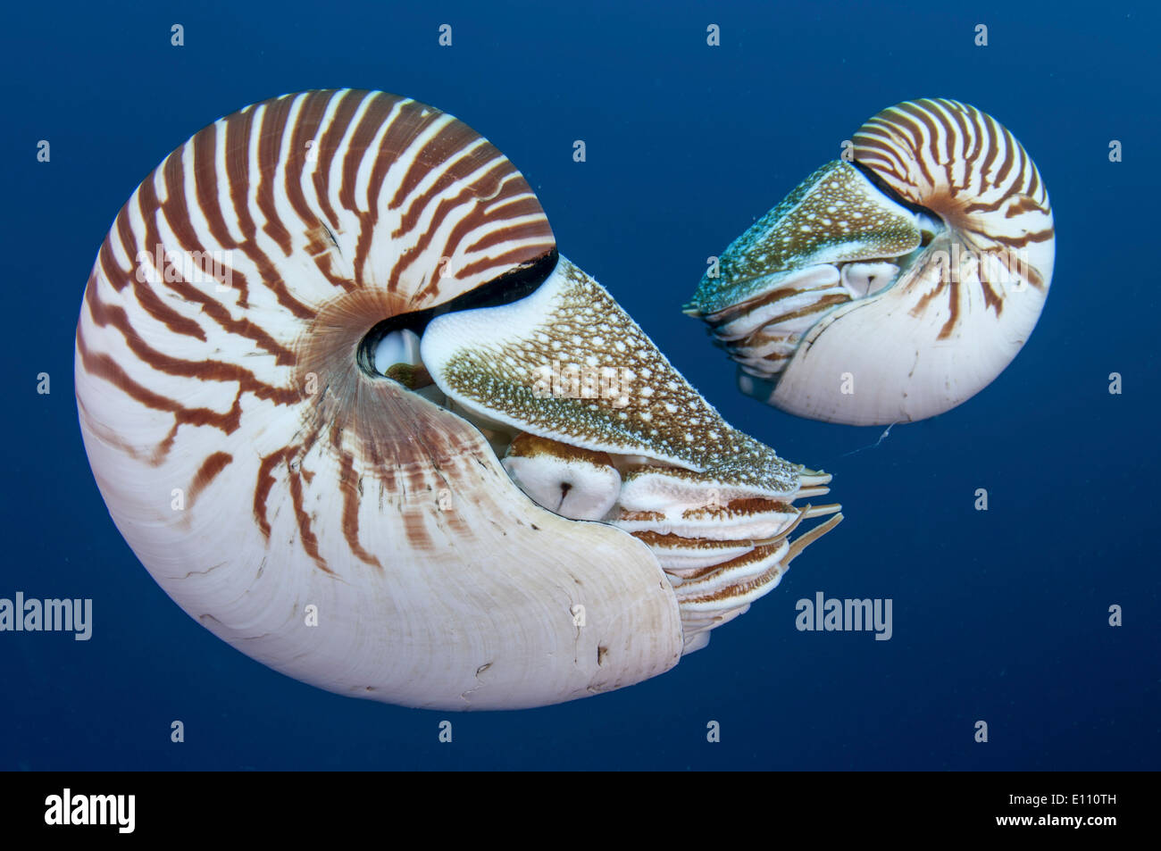 Pair of Nautilus, Palau (Nautilus belauensis) Stock Photo
